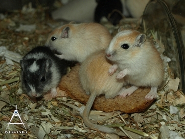 10 pups 24 dagen oud