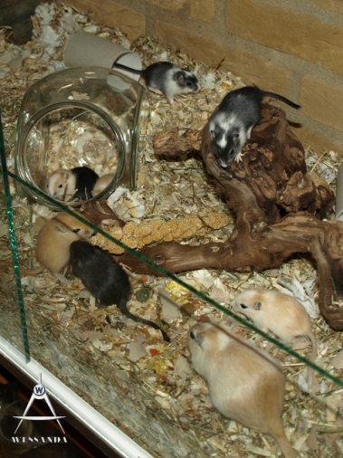 11 pups 24 dagen oud