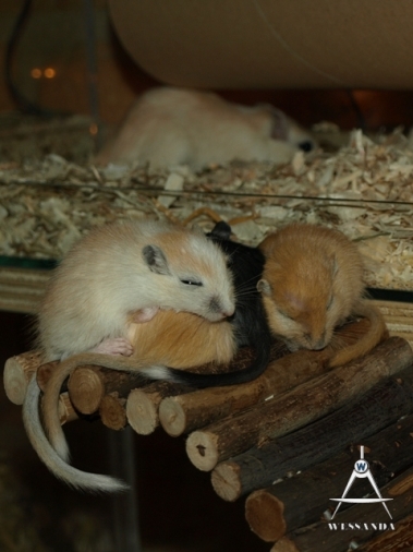 12 in slaap gevallen