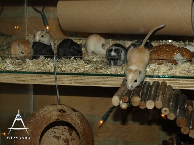 14 pups 33 dagen oud