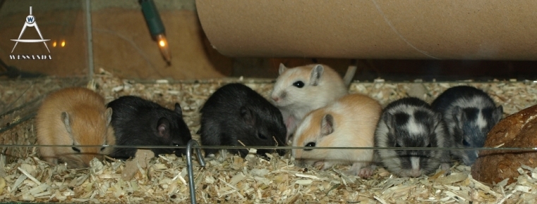 15 pups 33 dagen oud