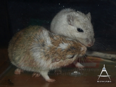 koppeling Bodhi & Souria