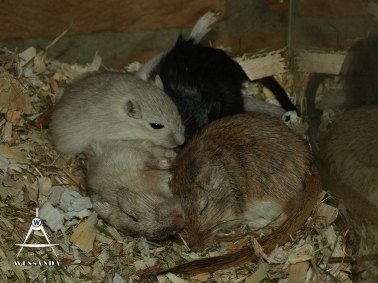 2013-06-20 C&L1 pups 26 dagen oud