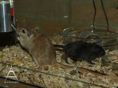 2013-06-25 C&L1 pups 31 dagen oud