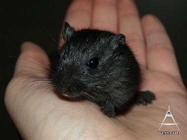 2013-06-27 C&L1 mannetje 33 dagen oud