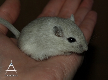 2013-06-27 C&L1 vrouwtje 33 dagen oud