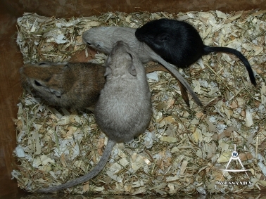 2013-06-27 C&L1 Cezan, Lexa en pups 33 dagen oud (1)