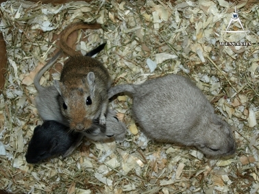 2013-06-27 C&L1 Cezan, Lexa en pups 33 dagen oud (2)