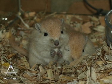 2013-07-27 C&L2 21 dagen oud