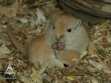 2013-07-27 C&L2 21 dagen oud (2)