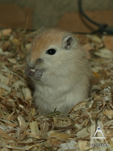 2013-07-27 C&L2 21 dagen oud (3)