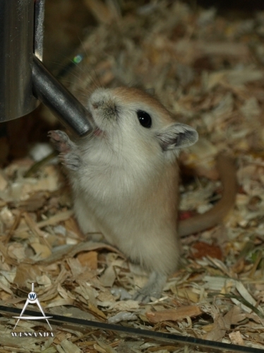 2013-08-03 C&L2 28 dagen oud (1)