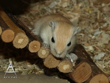 2013-08-03 C&L2 28 dagen oud (2)