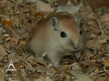 2013-08-03 C&L2 28 dagen oud (3)
