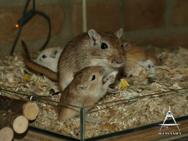 2013-09-07 C&S1 21 dagen oud