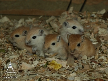 2013-09-08 C&S1 22 dagen oud