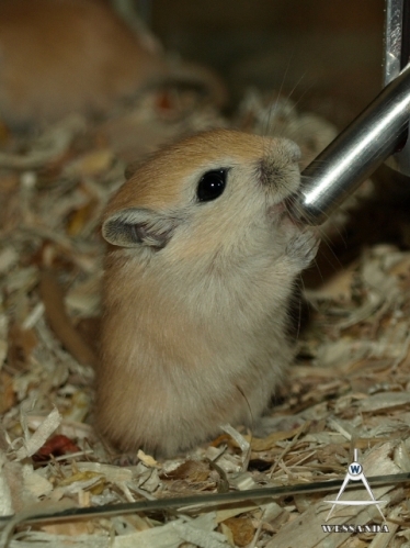 2013-09-12 26 dagen oud