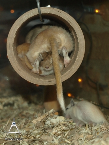 2013-09-14 C&S1 28 dagen oud