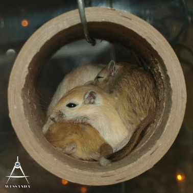 2013-09-14 C&S1 28 dagen oud (2)