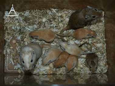 2013-09-15 C&S1 29 dagen oud (1)