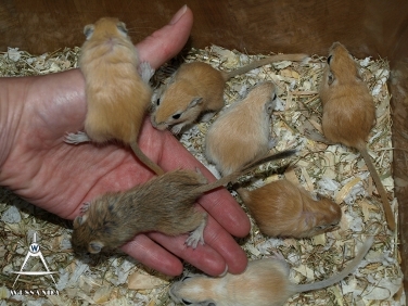 2013-09-15 C&S1 29 dagen oud (2)