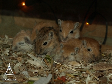 2013-09-15 C&S1 29 dagen oud (3)