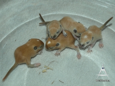 C&S2 pups 11 dagen oud (1)