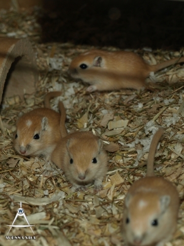 C&S2 pups 20 dagen oud (1)