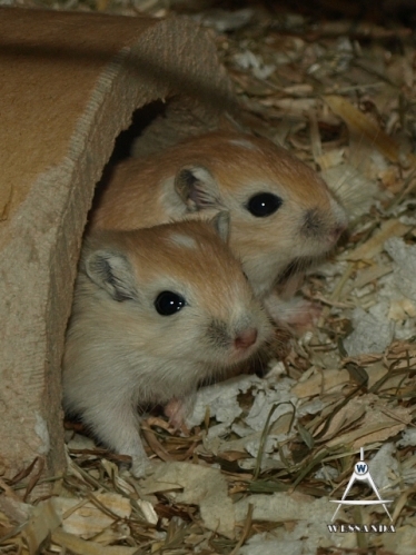 C&S2 pups 20 dagen oud (2)