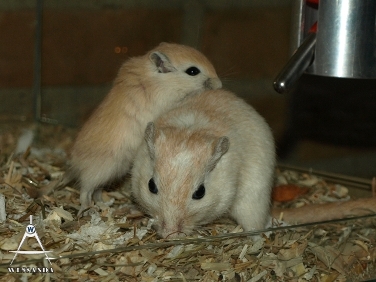 C&S2 pups 23 dagen oud (1)