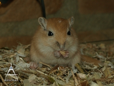 C&S2 pups 23 dagen oud (2)