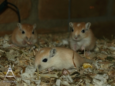 C&S2 pups 23 dagen oud (3)