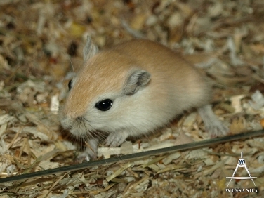 C&S2 pup 26 dagen oud