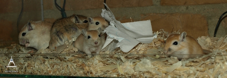 C&S2 pups 30 dagen oud (1)