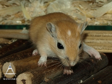 C&S2 pup 30 dagen oud (2)