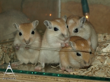 C&S2 pups 32 dagen oud (1)