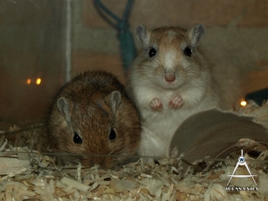 oudere dochters uit het eerste nest