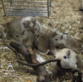 Chris, Ayla en jongen 25 dagen oud