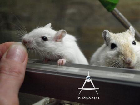 30 dagen oud uit de hand eten