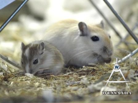 Ayla en jong 4 weken oud