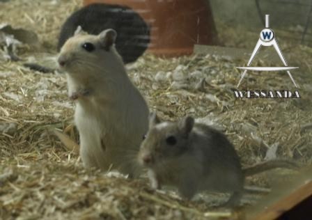 zwangere Ayla en Chris