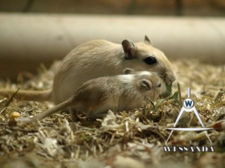 Ayla en jong 3 weken oud