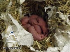 jongen twee dagen oud