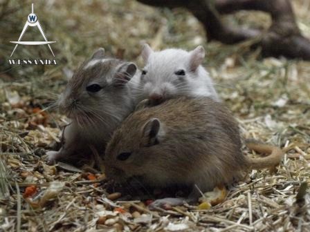 samen eten 26 dagen oud