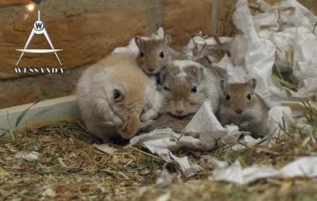 Chris, Ayla en pups 31 dagen oud