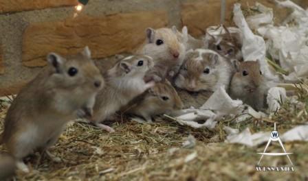 familie Chris en Ayla