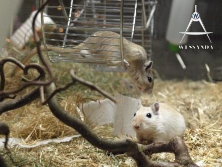 grote Puk 2 mnd oud en Ayla