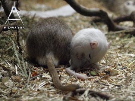 grote broer en kleine zus 26 dagen oud