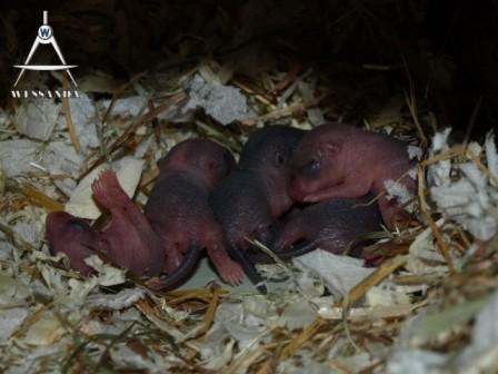 C&L1 pups 4 dagen oud