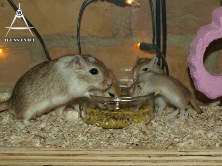 30 dagen oud, eivoer